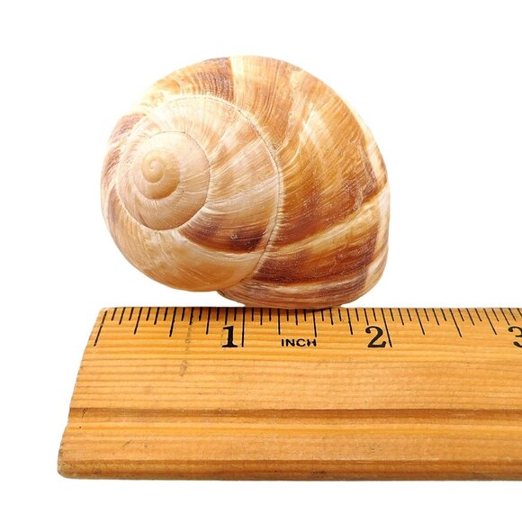 12 Escargot Snail 2" Baking Shells - Never Used - Picture 4 of 4